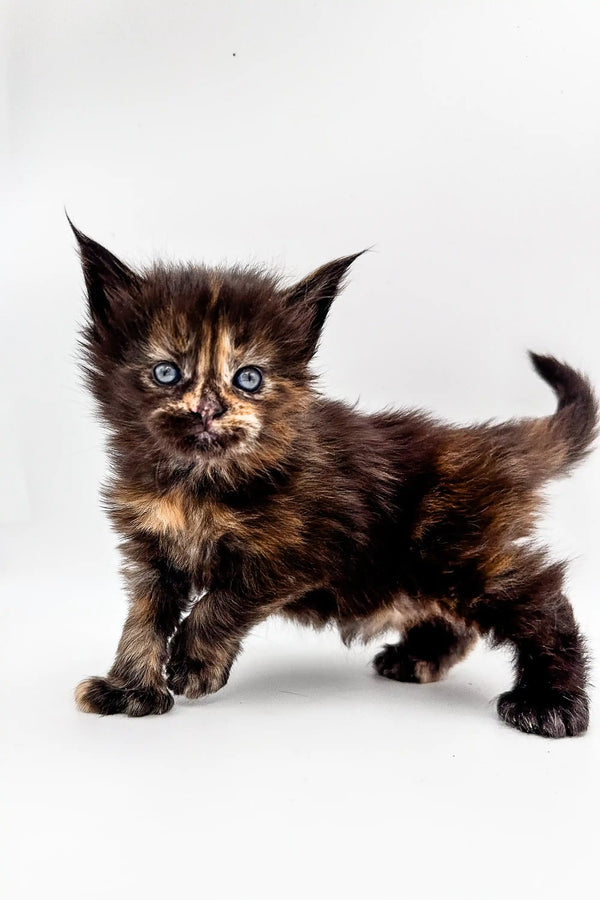 Fluffy Tortoiseshell Polydactyl Maine Coon Kitten with Bright Blue Eyes on White Surface