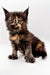 Tortoiseshell Polydactyl Maine Coon Kitten with fluffy fur and wide eyes