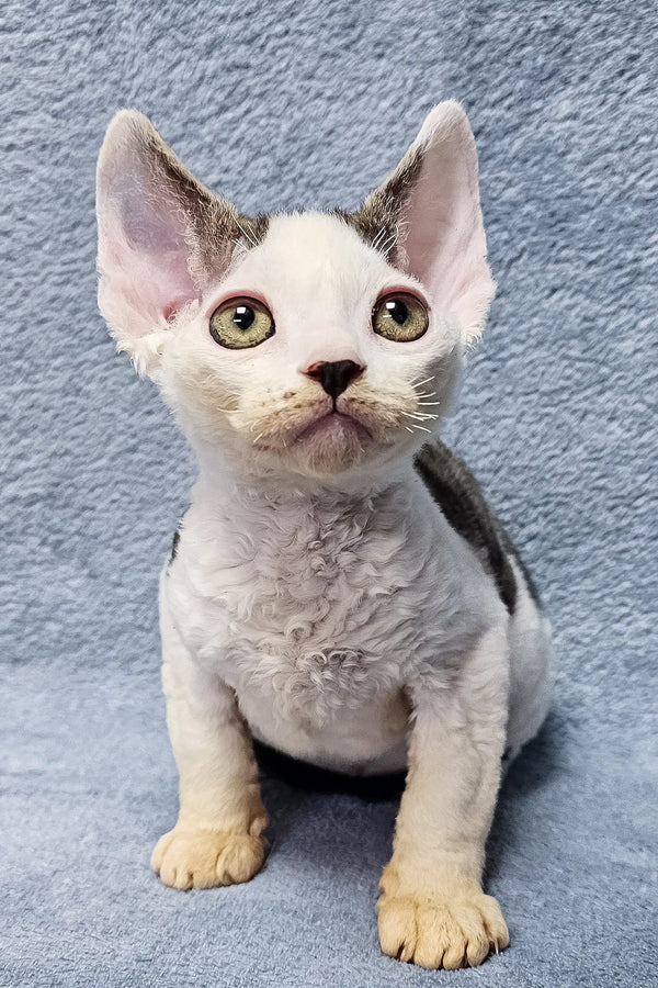 Adorable Devon Rex kitten Steve with fluffy white fur and big ears looking playful