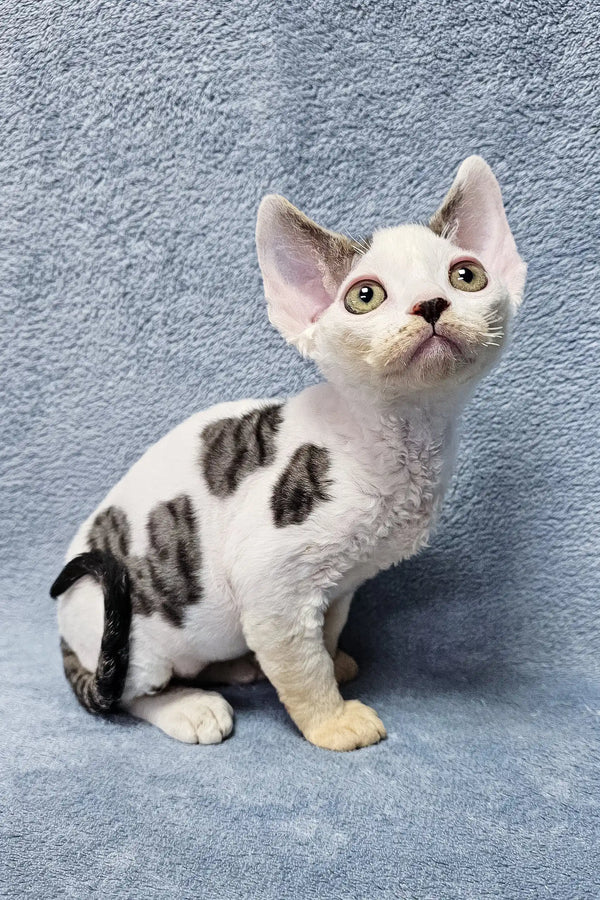 Adorable white kitten with black spots and big curious eyes for Steve | Devon Rex Kitten