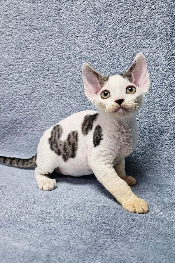 Adorable white and black spotted Devon Rex kitten named Steve with big ears