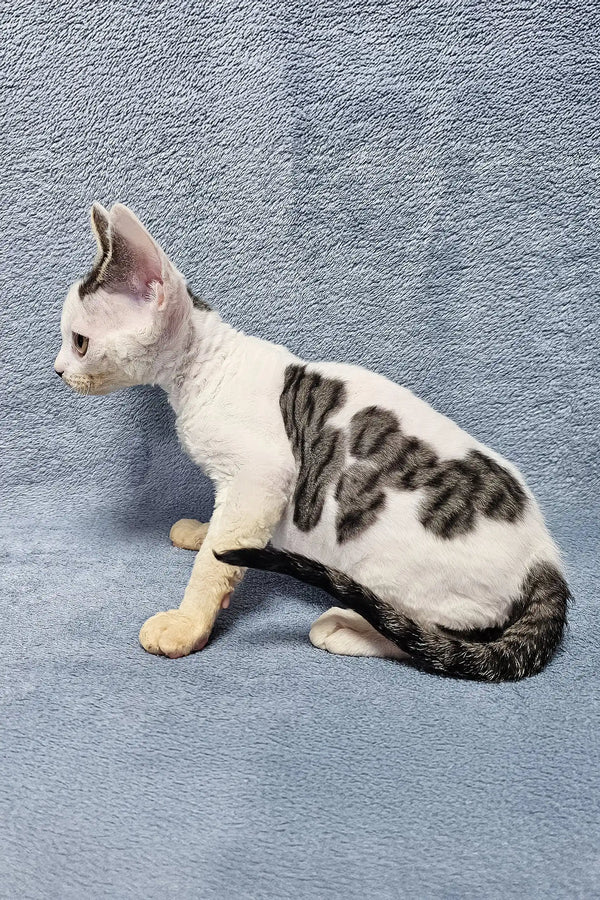 White cat with gray tabby markings in profile, perfect for Steve | Devon Rex Kitten