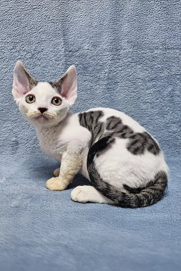 Cute White and Grey Spotted Devon Rex Kitten Steve with Big Ears and Wide Eyes