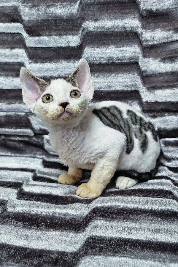 Adorable white and grey striped Devon Rex kitten named Steve with big curious eyes