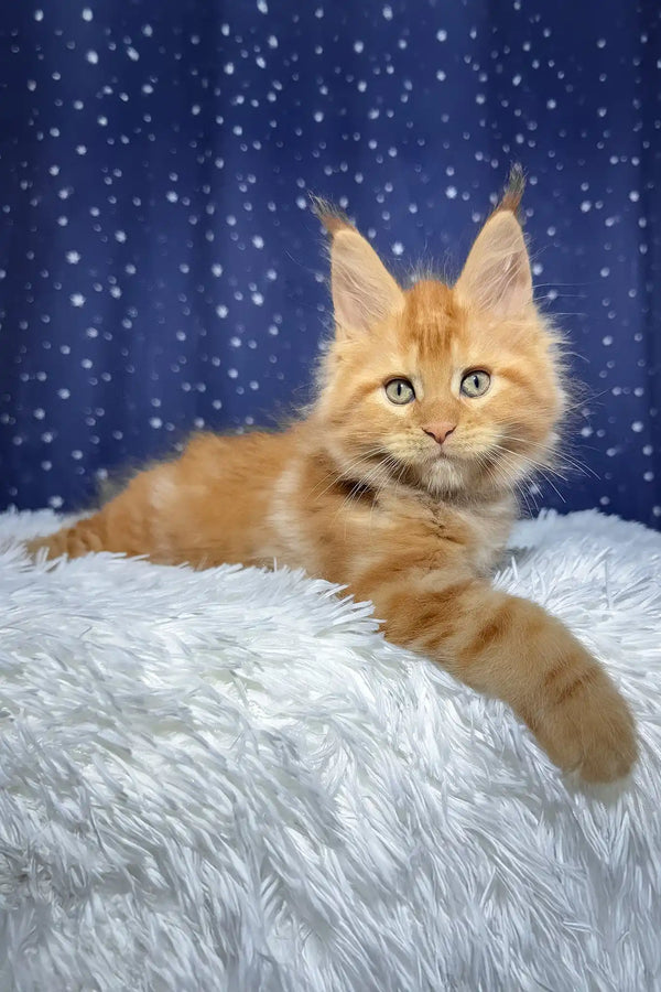 Steve | maine coon kitten