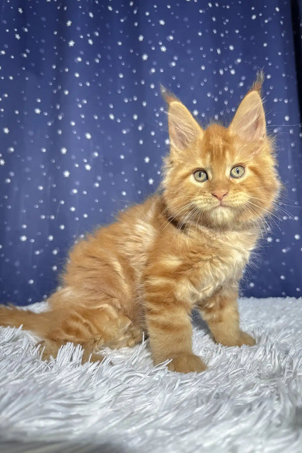 Steve | maine coon kitten