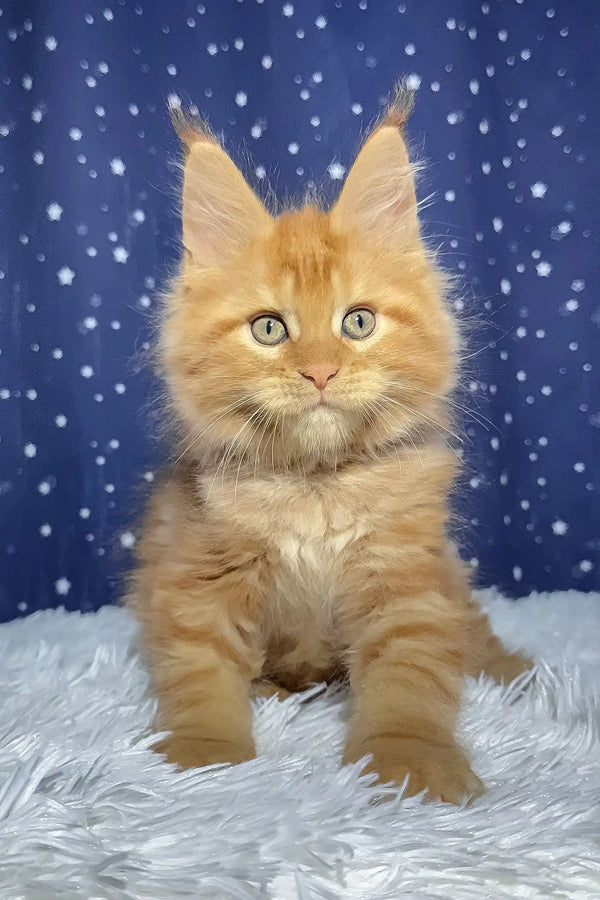 Steve | maine coon kitten