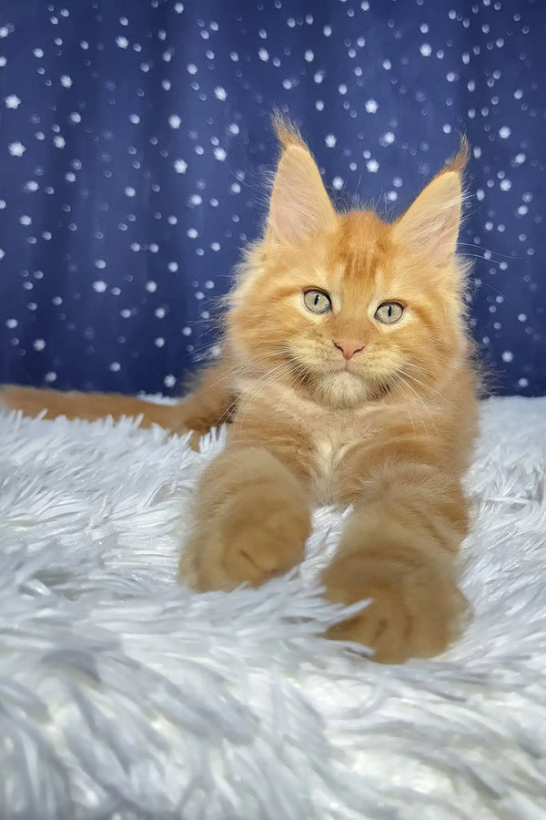 Steve | maine coon kitten