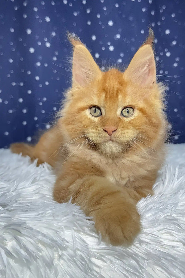 Steve | maine coon kitten