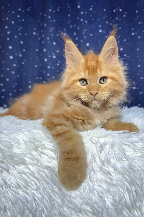 Steve | maine coon kitten