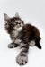 Fluffy tabby Maine Coon kitten Steve with wide eyes and tufted ears