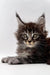 Fluffy Maine Coon kitten Steve with ear tufts and big eyes looking super playful