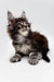 Fluffy Maine Coon kitten with ear tufts and alert look in Steve the Coon Kitten product