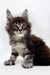 Fluffy Maine Coon kitten Steve with ear tufts and wide eyes ready for adoption