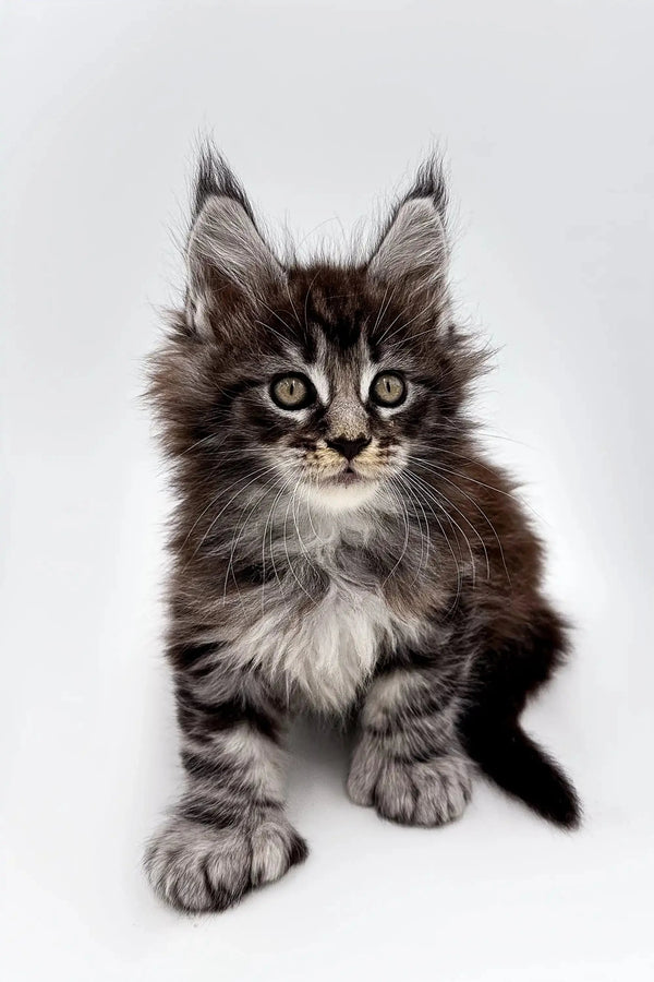 Fluffy Maine Coon kitten named Steve with green eyes and tufted ears