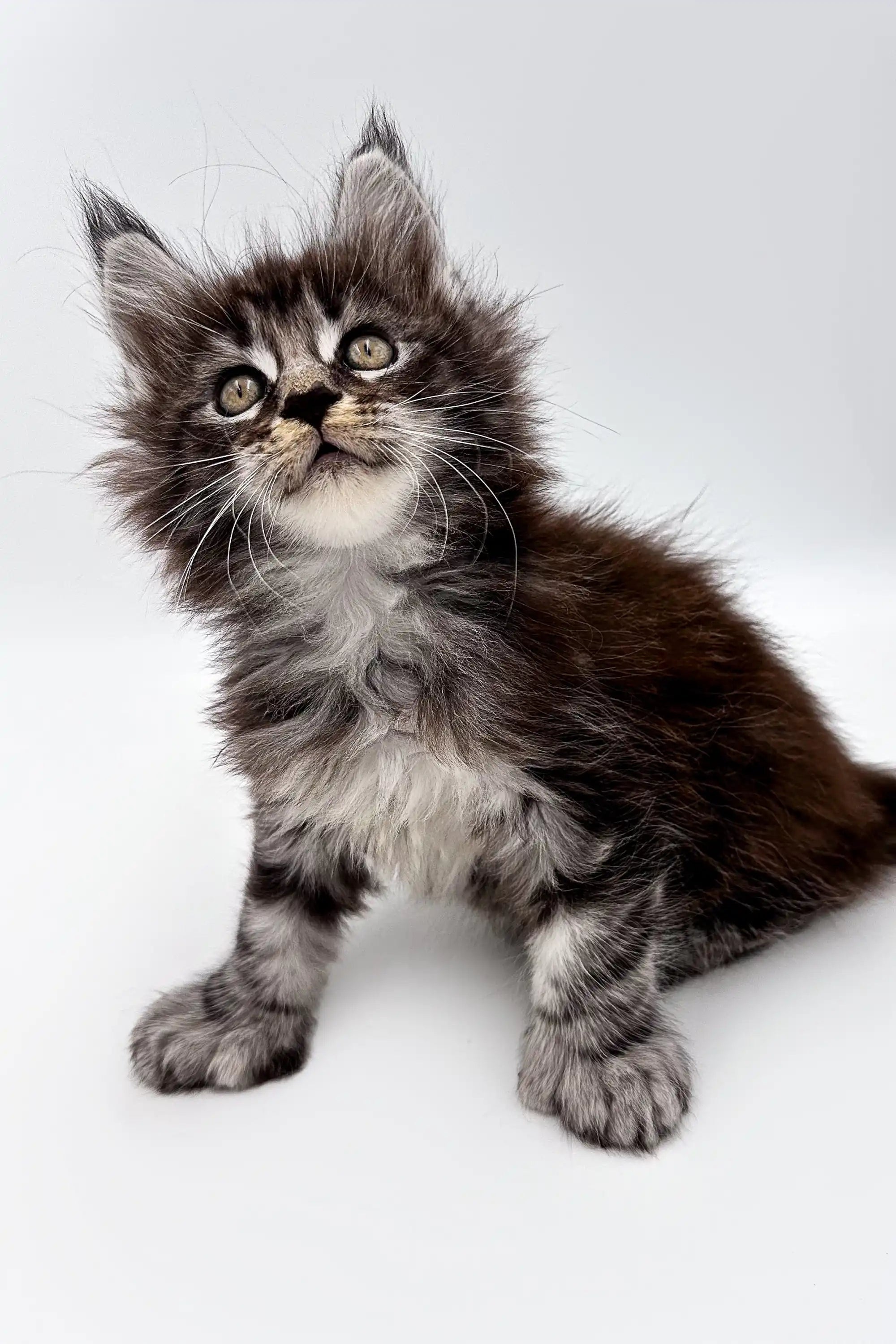 Maine Coon Kittens for Sale Steve | Polydactyl Kitten
