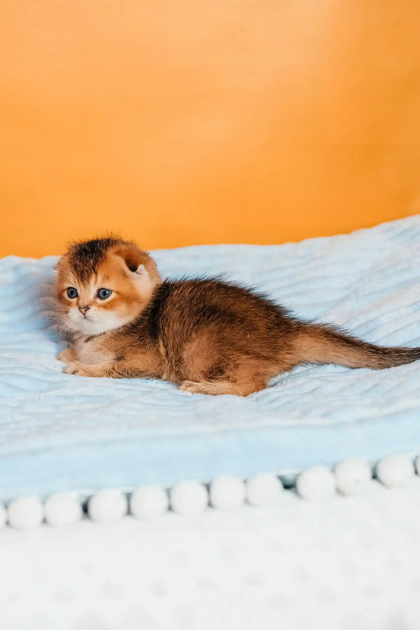 Sting | scottish fold kitten