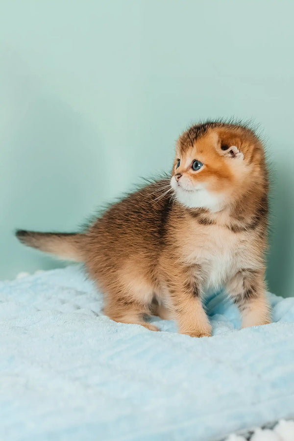Sting | scottish fold kitten