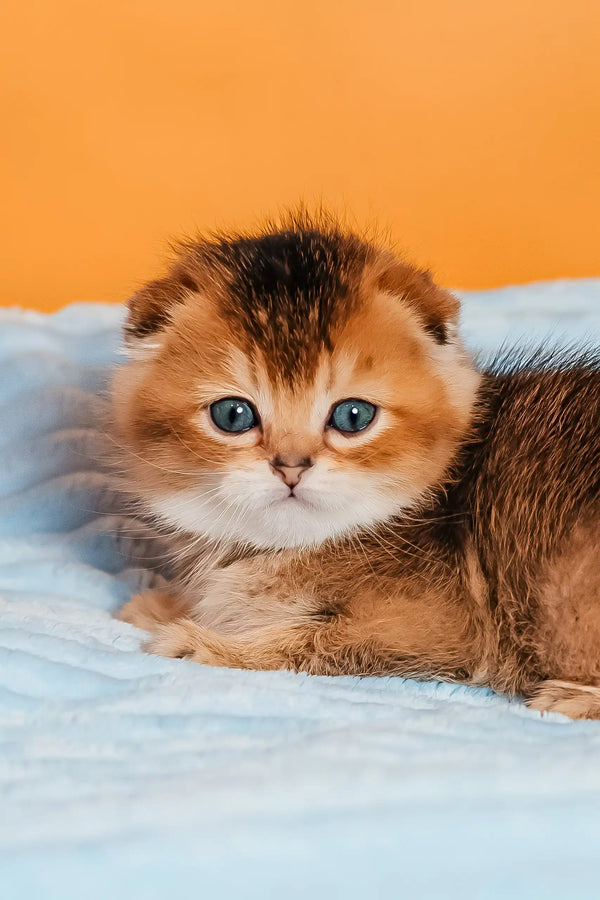 Sting | scottish fold kitten