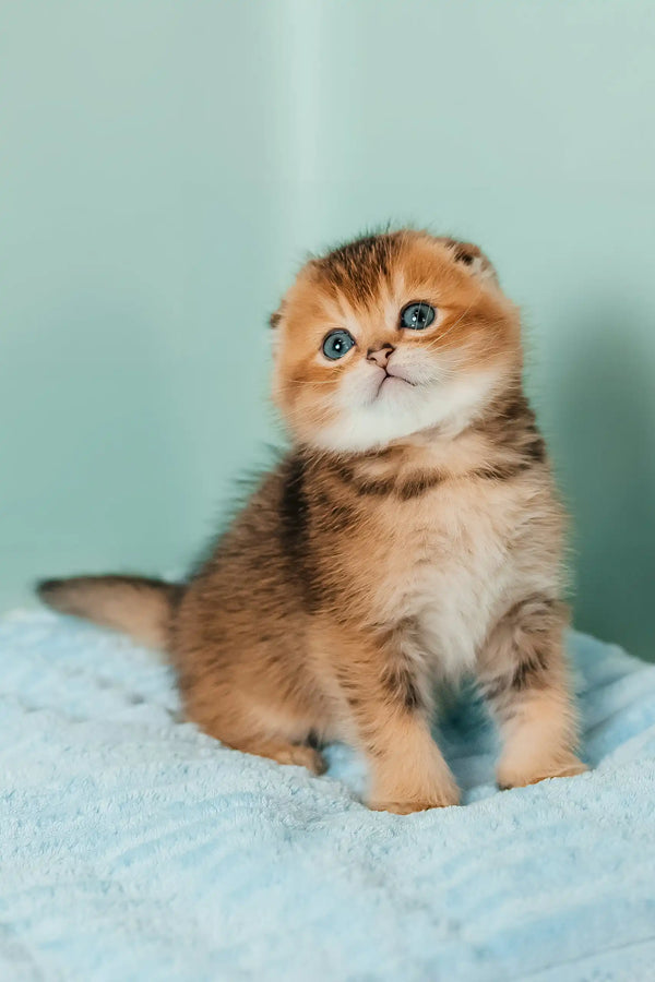 Sting | scottish fold kitten