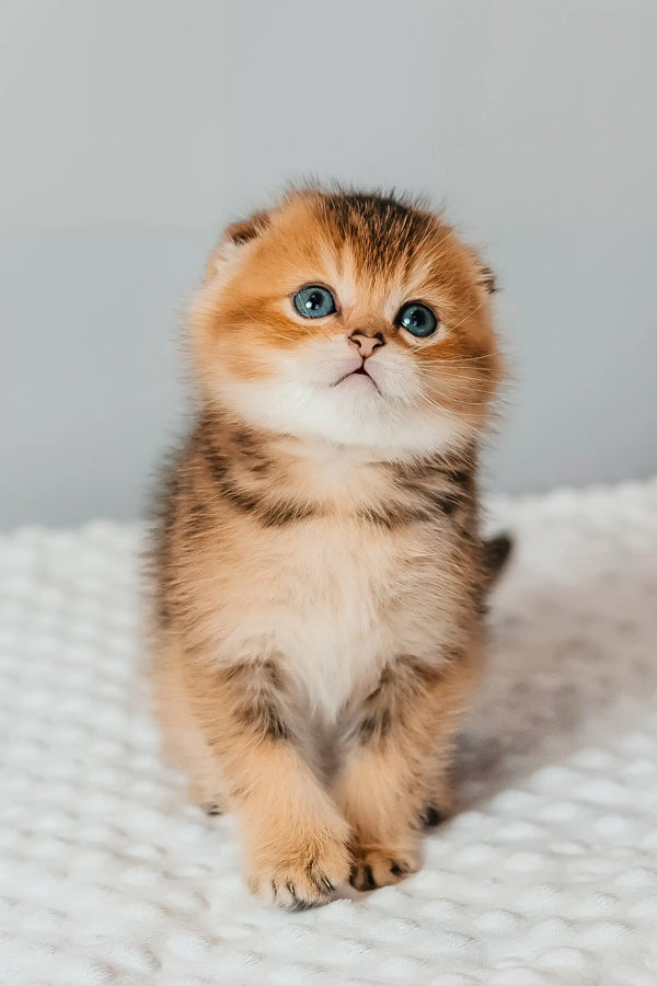 Sting | scottish fold kitten