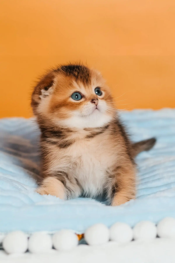 Sting | scottish fold kitten