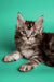 Fluffy Maine Coon kitten with big ears and alert look, perfect for cuddles