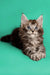 Fluffy gray tabby Maine Coon kitten with wide eyes and perked ears