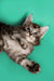 Fluffy gray and white Maine Coon kitten lying on its side, ready for a cuddle