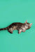 Gray tabby lying on its side, perfect for showcasing a Maine Coon kitten’s charm