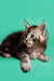 Fluffy gray tabby Maine Coon kitten with wide eyes and alert ears, perfect for cuddles