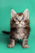 Adorable Maine Coon kitten with fluffy fur and bright blue eyes, perfect for cat lovers