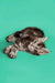 Gray tabby Maine Coon kitten lying on its side, looking adorable and playful