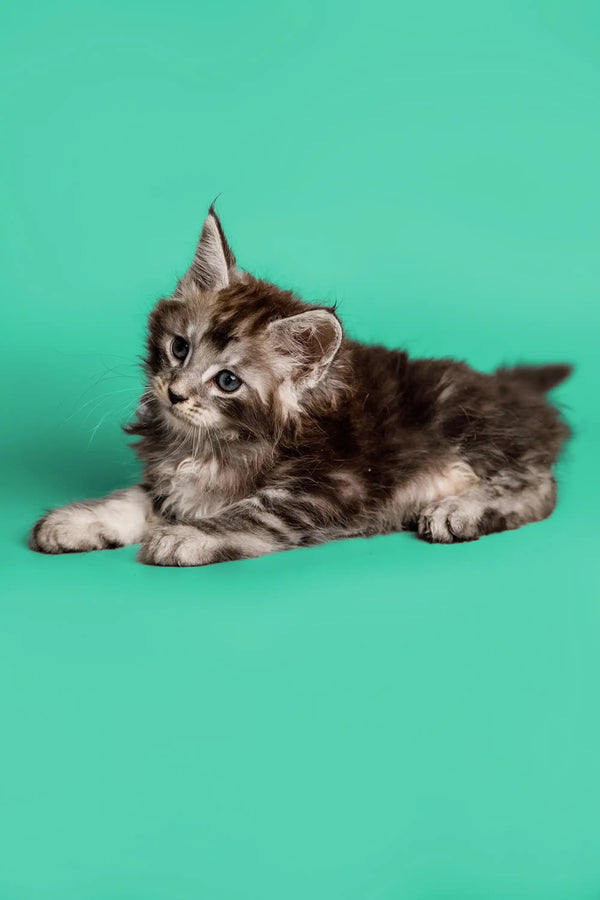 Fluffy gray tabby Maine Coon kitten lying down with an alert expression