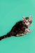 Fluffy gray tabby Maine Coon kitten sitting with its tail extended and looking adorable