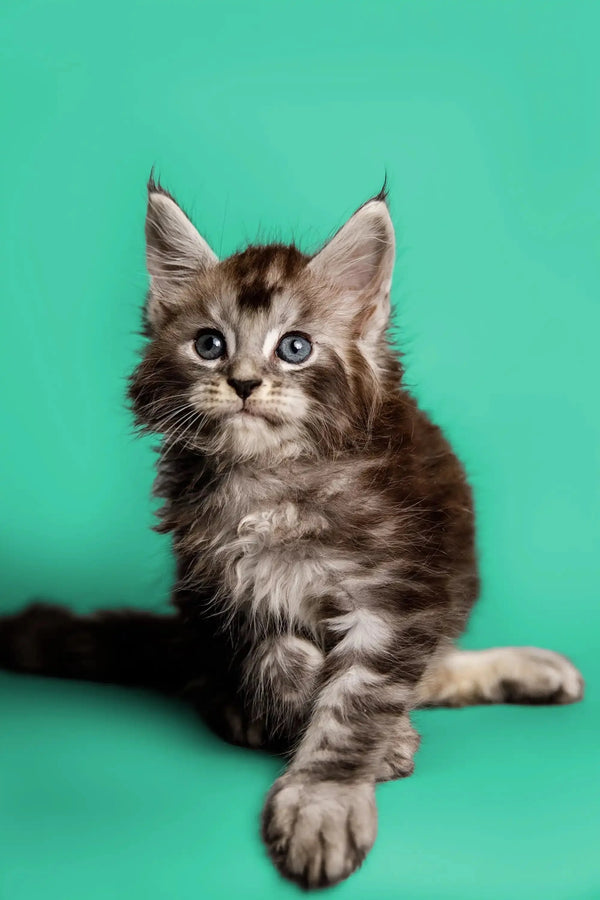 Adorable Maine Coon kitten with fluffy fur and alert expression, perfect for cuddles