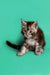 Fluffy gray and white Maine Coon kitten sitting alert, showcasing its adorable features