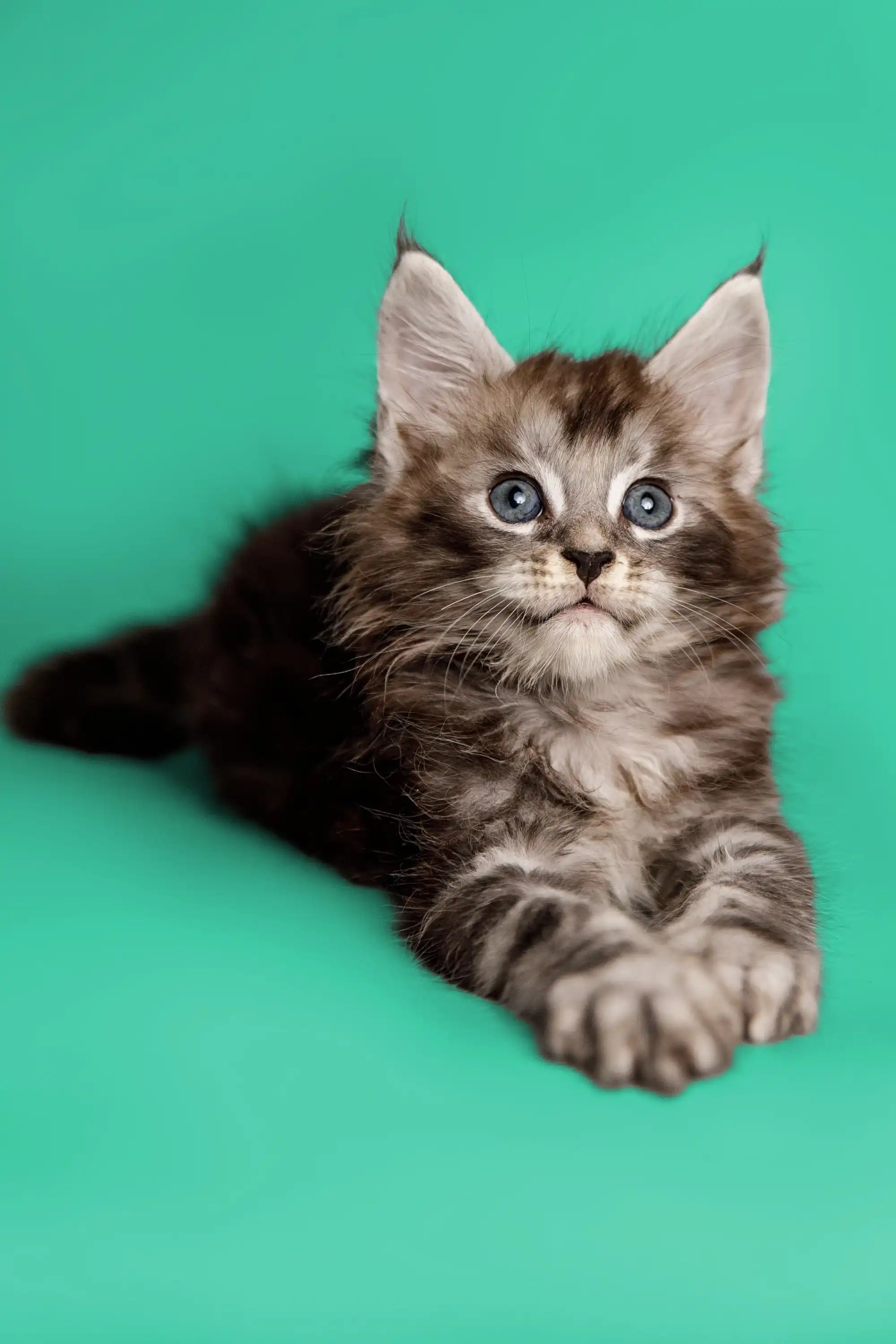 Maine Coon Kittens for Sale Stitch | Kitten