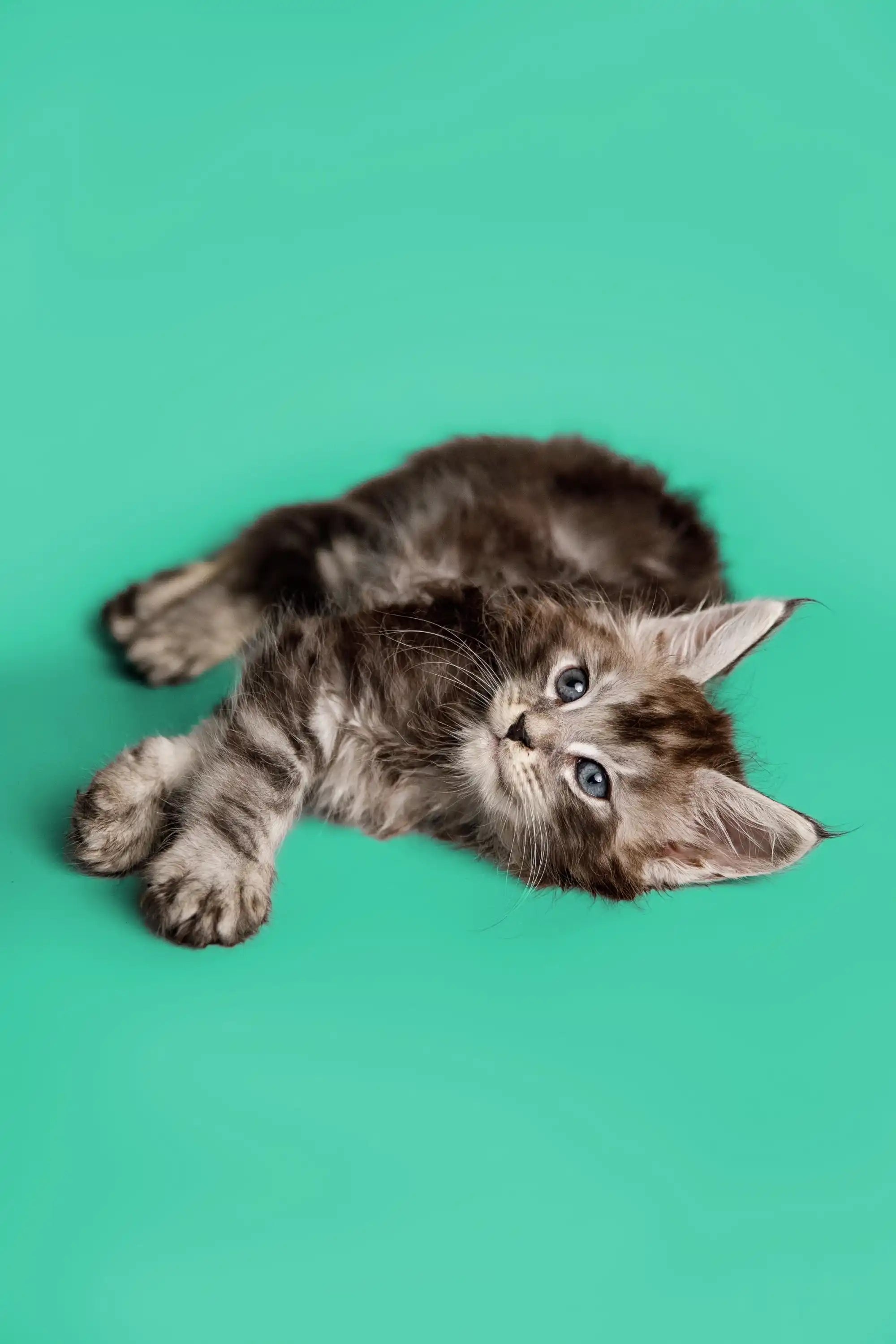 Maine Coon Kittens for Sale | Cats For Stitch | Kitten