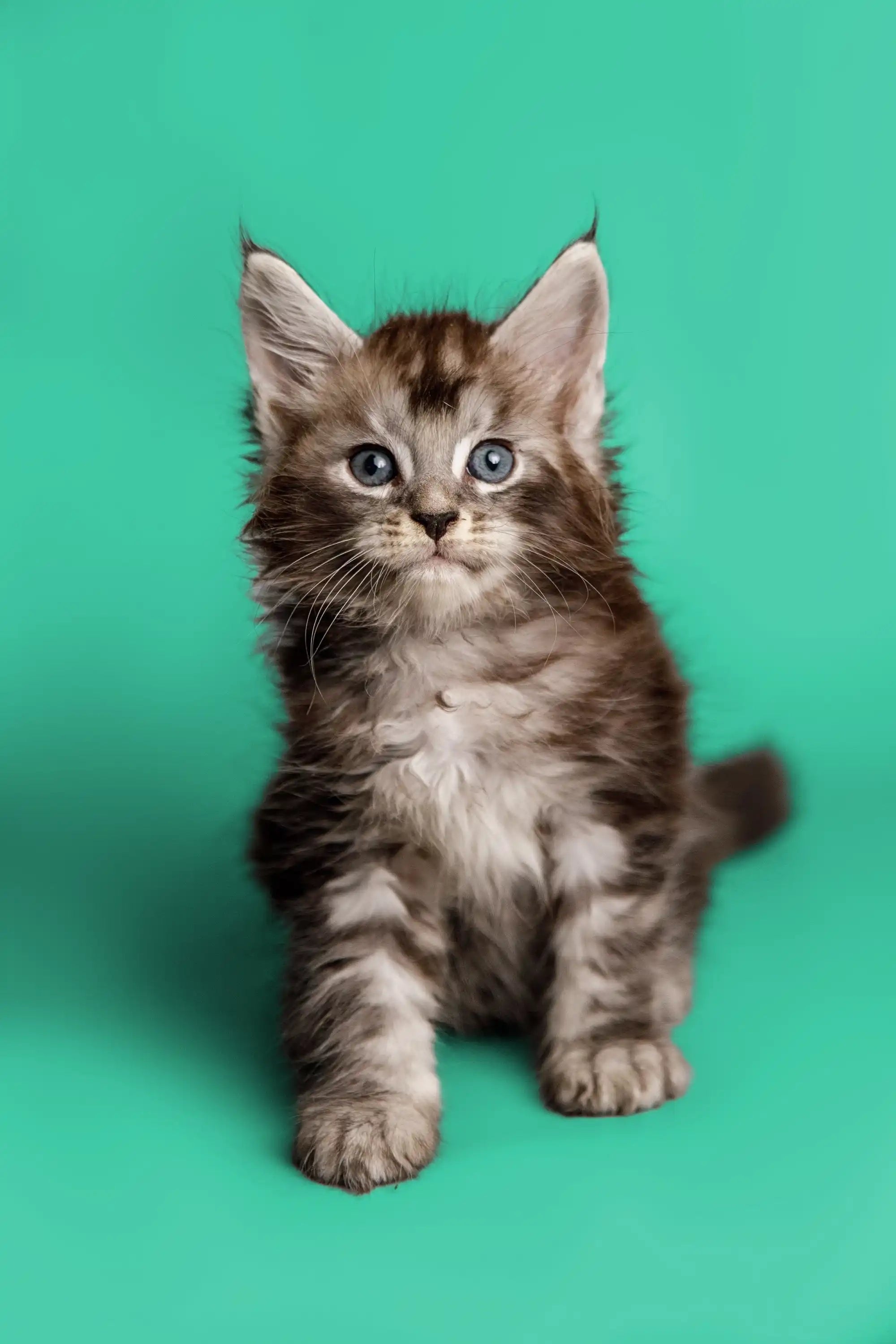 Maine Coon Kittens for Sale | Cats For Stitch | Kitten