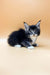 Fluffy black and white Maine Coon kitten with blue eyes and pointed ears