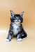 Adorable Maine Coon kitten with fluffy fur and blue eyes sitting upright