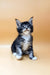 Adorable Maine Coon kitten with fluffy fur and ear tufts, perfect for Stiv collection