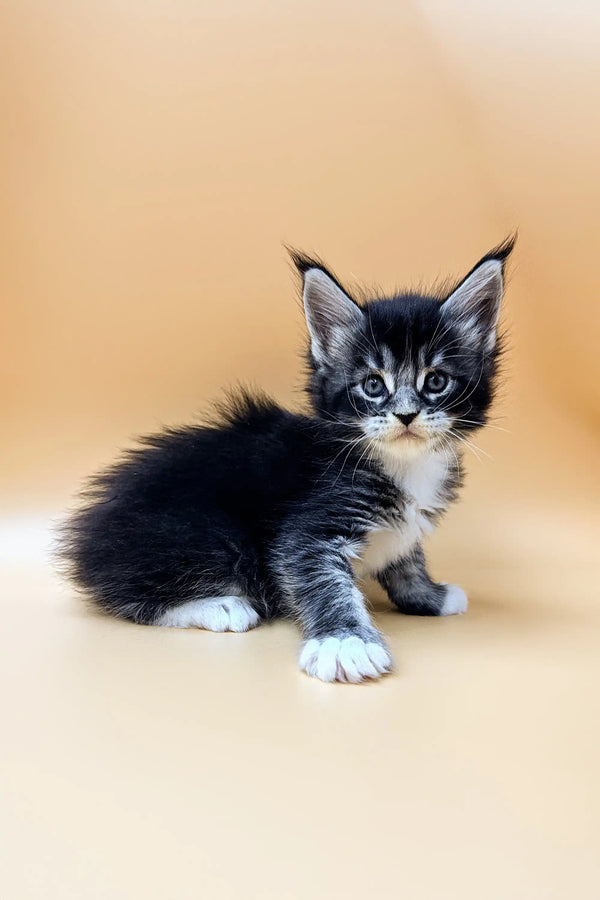 Fluffy Maine Coon kitten with ear tufts and blue eyes from Stiv | Maine Coon Kitten