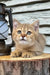 Storm | british shorthair kitten