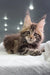 Adorable Maine Coon kitten named Storm ready to charm your heart and home