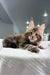 Cute Maine Coon kitten named Storm with adorable tufted ears looking playful