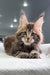 Cute Maine Coon kitten named Storm ready to play and steal your heart