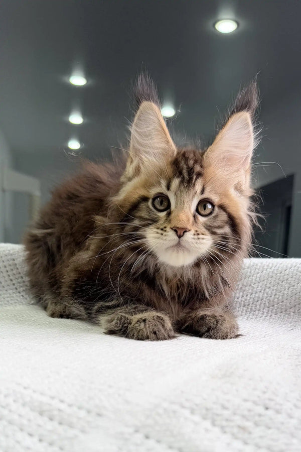 Fluffy brown tabby Maine Coon kitten with tufted ears named Storm