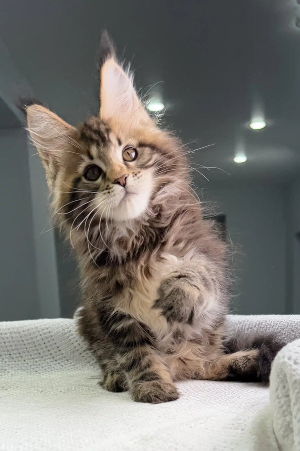 Fluffy tabby kitten named Storm from the Maine Coon breed, looking adorable and playful